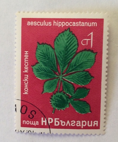 Почтовая марка Болгария (НР България) Aesculus Hippocastanum | Год выпуска 1976 | Код каталога Михеля (Michel) BG 2540