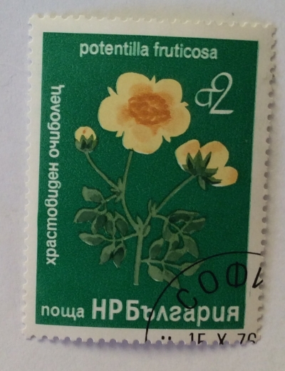 Почтовая марка Болгария (НР България) Potentilla fruticosa | Год выпуска 1976 | Код каталога Михеля (Michel) BG 2541