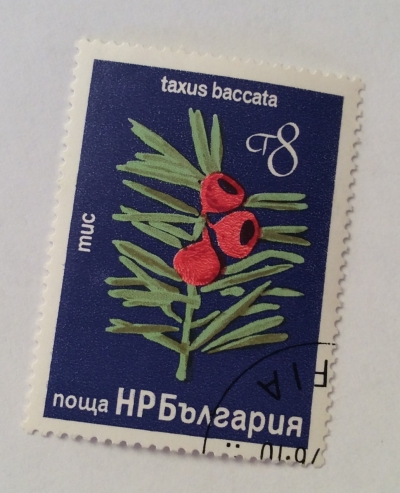 Почтовая марка Болгария (НР България) Yew (Taxus baccata) | Год выпуска 1976 | Код каталога Михеля (Michel) BG 2543