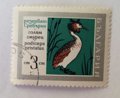 Почтовая марка Болгария (НР България) Great Crested Grebe (Podiceps cristatus) | Год выпуска 1968 | Код каталога Михеля (Michel) BG 1838