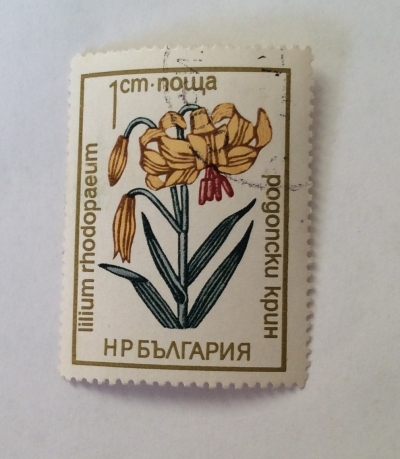 Почтовая марка Болгария (НР България) Turk's cap lilly | Год выпуска 1972 | Код каталога Михеля (Michel) BG 2197
