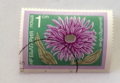 Почтовая марка Болгария (НР България) Сhrysanthemum | Год выпуска 1974 | Код каталога Михеля (Michel) BG 2345