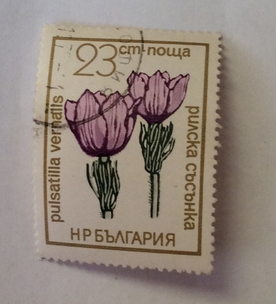 Почтовая марка Болгария (НР България) Pulsatilla vernalis | Год выпуска 1972 | Код каталога Михеля (Michel) BG 2202