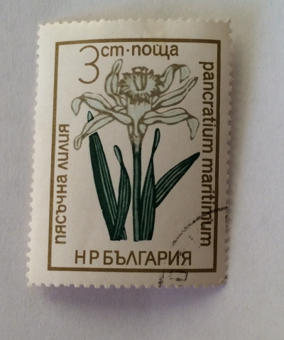 Почтовая марка Болгария (НР България) Pancratium maritimum | Год выпуска 1972 | Код каталога Михеля (Michel) BG 2199