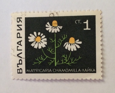 Почтовая марка Болгария (НР България) Matricaria chamomilla | Год выпуска 1969 | Код каталога Михеля (Michel) BG 1857