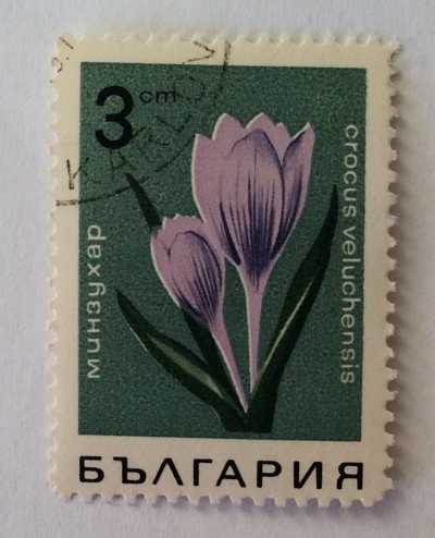 Почтовая марка Болгария (НР България) Wild crocus | Год выпуска 1968 | Код каталога Михеля (Michel) BG 1793