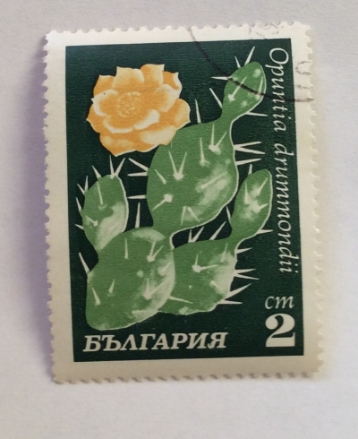 Почтовая марка Болгария (НР България) Opuntia drummondii | Год выпуска 1970 | Код каталога Михеля (Michel) BG 1992