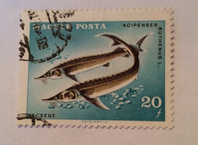 Почтовая марка Венгрия (Magyar Posta) Sterlet (Acipenser ruthenus) | Год выпуска 1967 | Код каталога Михеля (Michel) HU 2344A-2