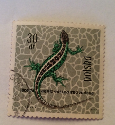 Почтовая марка Польша (Polska) Sand Lizard (Lacerta agilis) | Год выпуска 1963 | Код каталога Михеля (Michel) PL 1393