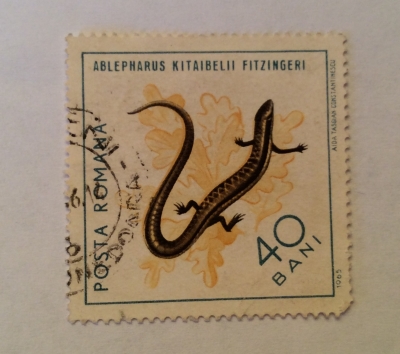 Почтовая марка Румыния (Posta Romana) European Copper Skink (Ableraphus kutaibelii) | Год выпуска 1965 | Код каталога Михеля (Michel) RO 2380