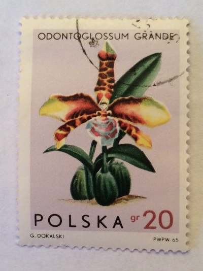 Почтовая марка Польша (Polska) Odontoglossum Grande | Год выпуска 1965 | Код каталога Михеля (Michel) PL 1612