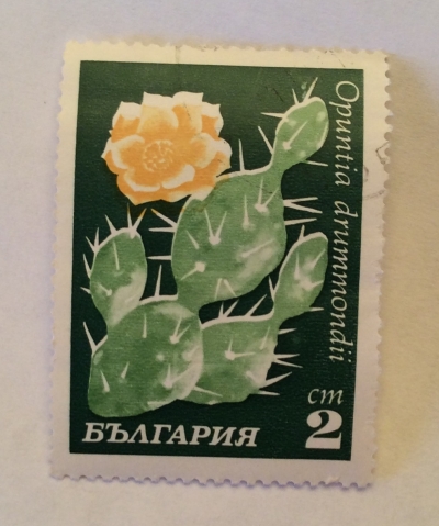 Почтовая марка Болгария (НР България) Opuntia drummondii | Год выпуска 1970 | Код каталога Михеля (Michel) BG 1992-2