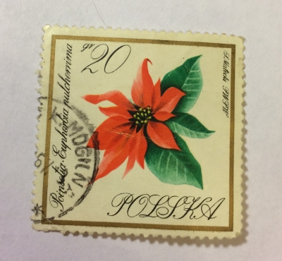 Почтовая марка Польша (Polska) Poinsettia | Год выпуска 1966 | Код каталога Михеля (Michel) PL 1697