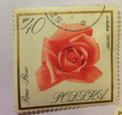 Почтовая марка Польша (Polska) Rose | Год выпуска 1966 | Код каталога Михеля (Michel) PL 1699