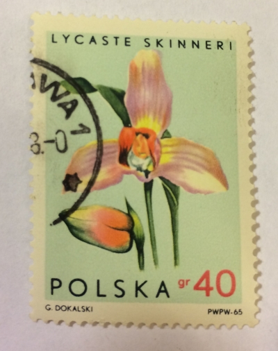 Почтовая марка Польша (Polska) Lycaste skinneri | Год выпуска 1965 | Код каталога Михеля (Michel) PL 1614