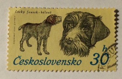 Почтовая марка Чехословакия (Ceskoslovensko) Cesky Fousek (Canis lupus familiaris) | Год выпуска 1973 | Код каталога Михеля (Michel) CS 2155