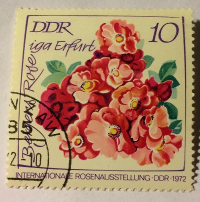 Почтовая марка ГДР (DDR) Bergers Rose iga Erfurt | Год выпуска 1972 | Код каталога Михеля (Michel) DD 1764