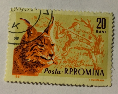 Почтовая марка Румыния (Posta Romana) Eurasian Lynx (Lynx lynx) | Год выпуска 1961 | Код каталога Михеля (Michel) RO 1982