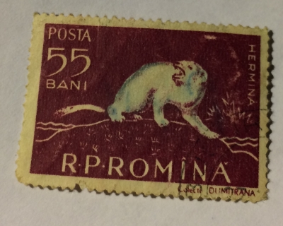 Почтовая марка Румыния (Posta Romana) Stoat (Mustela erminea) | Год выпуска 1957 | Код каталога Михеля (Michel) RO 1690