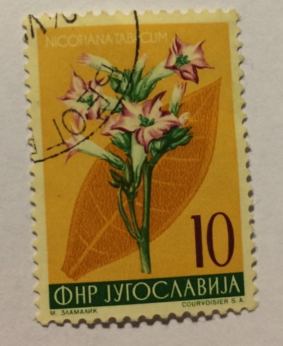 Почтовая марка Югославия (Jugoslavija) Tobacco (Nicotiana tapacum) | Год выпуска 1955 | Код каталога Михеля (Michel) YU 766