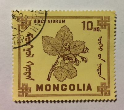 Почтовая марка Монголия - Монгол шуудан (Mongolia) Ribes Nigrum | Год выпуска 1968 | Код каталога Михеля (Michel) MN 491