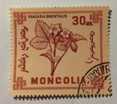 Почтовая марка Монголия - Монгол шуудан (Mongolia) Strawberries (Fragaria orientalis) | Год выпуска 1968 | Код каталога Михеля (Michel) MN 494