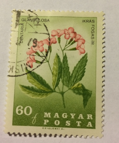 Почтовая марка Венгрия (Magyar Posta) Cardamine (Dentaria glandulosa) | Год выпуска 1967 | Код каталога Михеля (Michel) HU 2308A