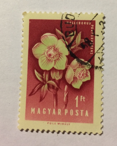 Почтовая марка Венгрия (Magyar Posta) Hellebore (Helleborus purpurascens) | Год выпуска 1958 | Код каталога Михеля (Michel) HU 1538A