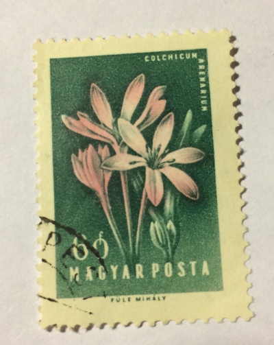 Почтовая марка Венгрия (Magyar Posta) Sand Affron (Colchicum arenarium) | Год выпуска 1958 | Код каталога Михеля (Michel) HU 1537A
