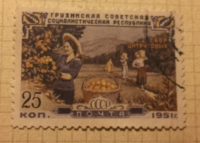 Почтовая марка СССР Сбор цитрусовых | Год выпуска 1951 | Код по каталогу Загорского 1514