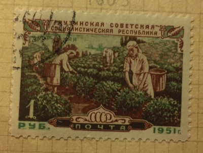Почтовая марка СССР Сбор чая | Год выпуска 1951 | Код по каталогу Загорского 1516