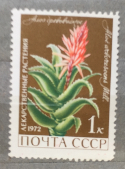 Почтовая марка СССР Алоэ древовидное | Год выпуска 1972 | Код по каталогу Загорского 4038