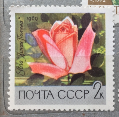 Почтовая марка СССР Роза "Ясная поляна" | Год выпуска 1969 | Код по каталогу Загорского 3674