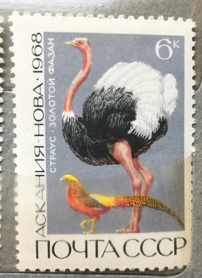 Почтовая марка СССР Страус и золотой фазан | Год выпуска 1968 | Код по каталогу Загорского 3599-2