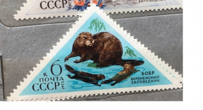 Почтовая марка СССР Бобр | Год выпуска 1973 | Код по каталогу Загорского 4190-2
