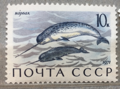 Почтовая марка СССР Нарвал | Год выпуска 1971 | Код по каталогу Загорского 3966