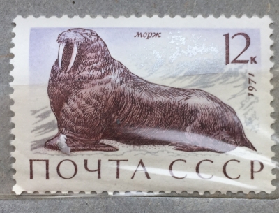 Почтовая марка СССР Морж | Год выпуска 1971 | Код по каталогу Загорского 3967