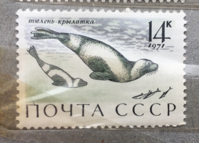 Почтовая марка СССР Тюлень-Крылатка | Год выпуска 1971 | Код по каталогу Загорского 3968