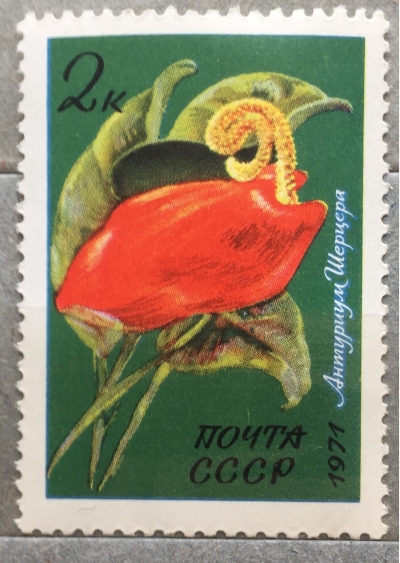 Почтовая марка СССР Антуриум Шерцера | Год выпуска 1971 | Код по каталогу Загорского 4013