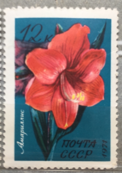 Почтовая марка СССР Амариллис | Год выпуска 1971 | Код по каталогу Загорского 4015