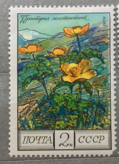 Почтовая марка СССР Золотистый прострел | Год выпуска 1976 | Код по каталогу Загорского 4596