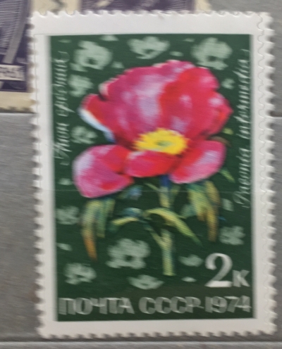 Почтовая марка СССР Пион средний | Год выпуска 1974 | Код по каталогу Загорского 4352