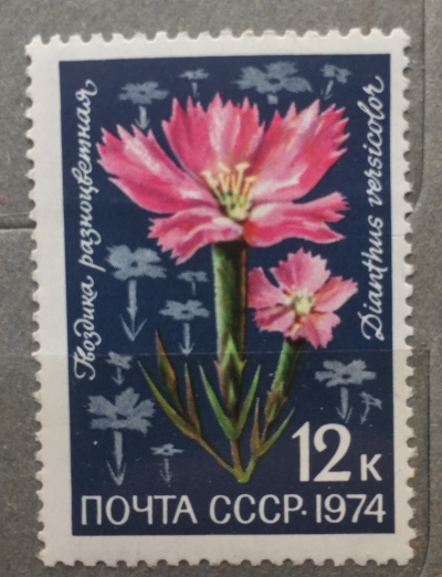 Почтовая марка СССР Гвоздика разноцветная | Год выпуска 1974 | Код по каталогу Загорского 4355