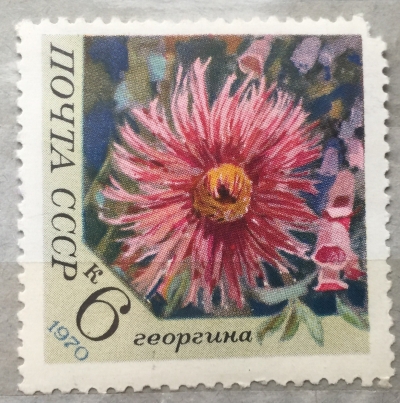 Почтовая марка СССР Георгина | Год выпуска 1970 | Код по каталогу Загорского 3868