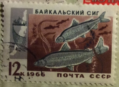 Почтовая марка СССР Сиг | Год выпуска 1966 | Код по каталогу Загорского 3317