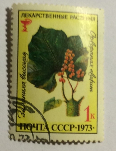 Почтовая марка СССР Заманиха высокая (Oplopanax elat um) | Год выпуска 1973 | Код по каталогу Загорского 4209-2