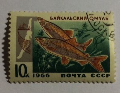 Почтовая марка СССР Омуль | Год выпуска 1966 | Код по каталогу Загорского 3316-2
