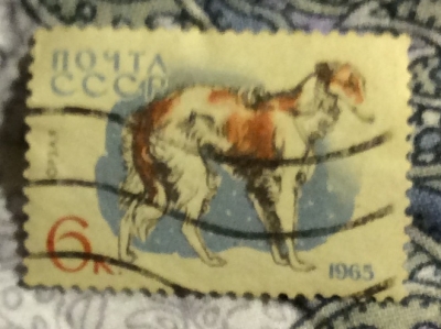 Почтовая марка СССР Борзая | Год выпуска 1965 | Код по каталогу Загорского 3079