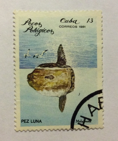 Почтовая марка Куба (Cuba correos) Ocean Sunfish (Mola mola) | Год выпуска 1981 | Код каталога Михеля (Michel) CU 2537