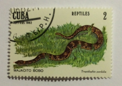 Почтовая марка Куба (Cuba correos) Leopard Dwarf Boa (Tropidophis pardalis) | Год выпуска 1982 | Код каталога Михеля (Michel) CU 2668